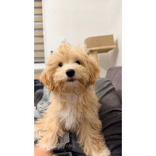 Czarna koszula T9999